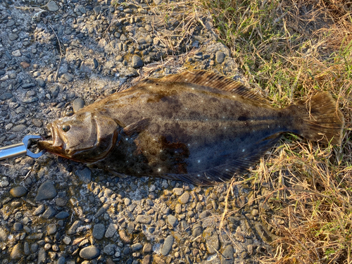 ヒラメの釣果