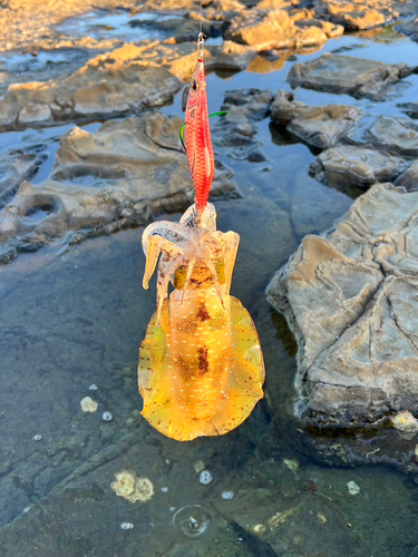 イカの釣果