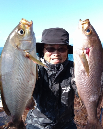 イサキの釣果