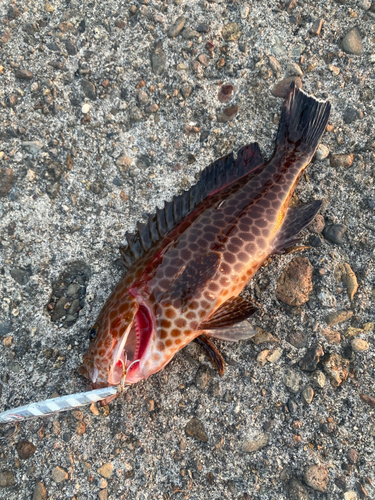 オオモンハタの釣果