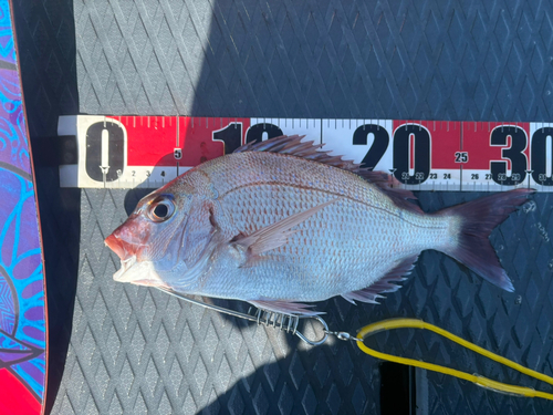 マダイの釣果