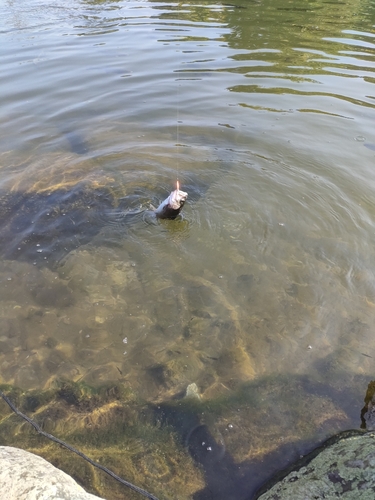 トラウトの釣果