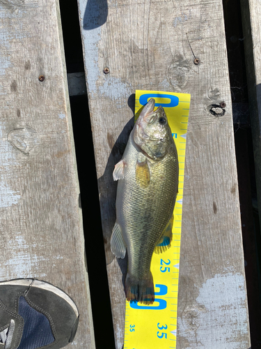 ブラックバスの釣果