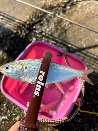 コノシロの釣果