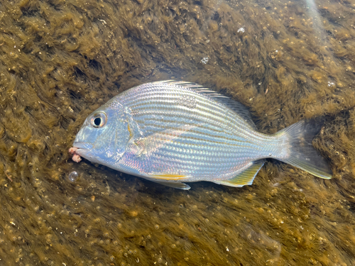 ヘダイの釣果