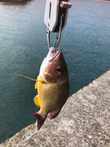 イサキの釣果