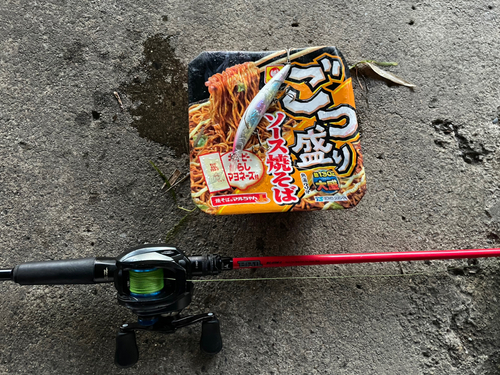 スズキの釣果