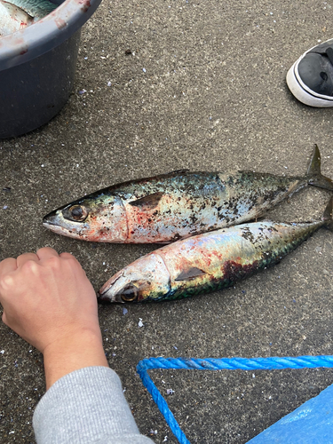 サバの釣果