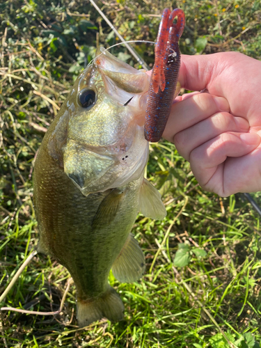 ラージマウスバスの釣果