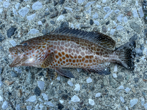 オオモンハタの釣果