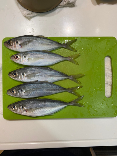 アジの釣果