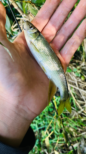 カワムツの釣果