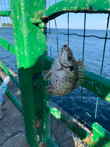 アイゴの釣果