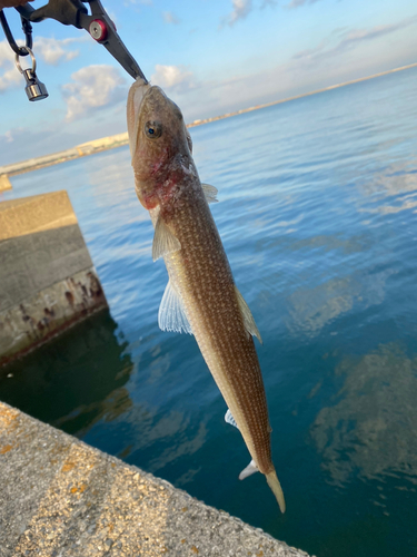 エソの釣果