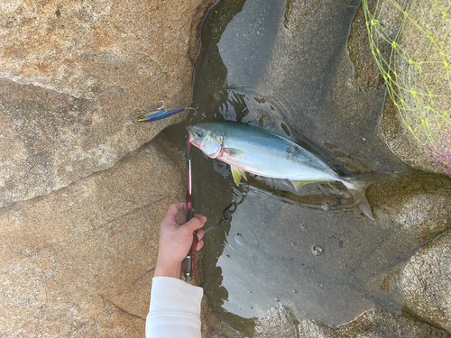 ヤズの釣果