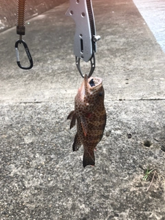 オオモンハタの釣果