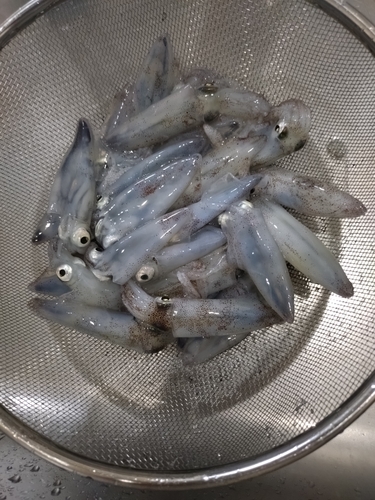 ヒイカの釣果