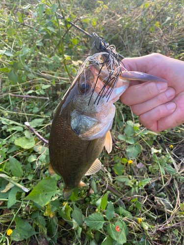 ラージマウスバスの釣果