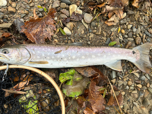 アメマスの釣果