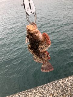 オニカサゴの釣果