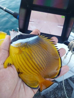 チョウチョウウオの釣果