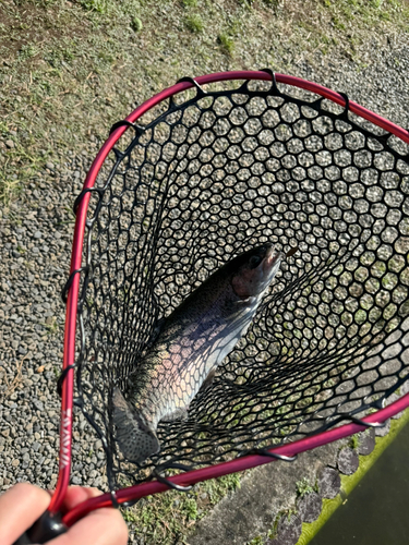 ニジマスの釣果