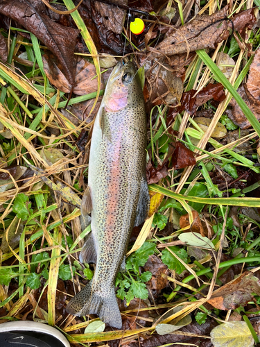 ニジマスの釣果