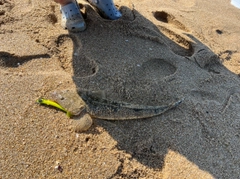 マゴチの釣果