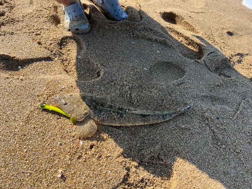 マゴチの釣果