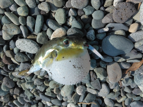 シロサバフグの釣果