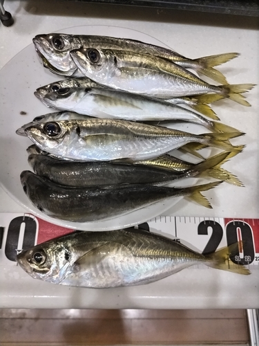 アジの釣果