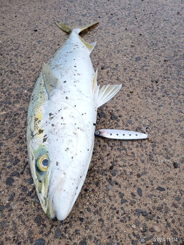 ブリの釣果