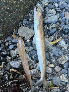 マエソの釣果