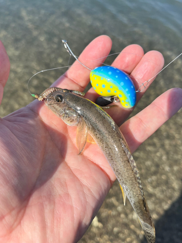 マハゼの釣果