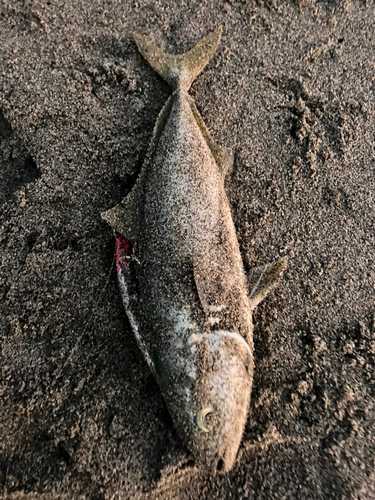 ワカナゴの釣果