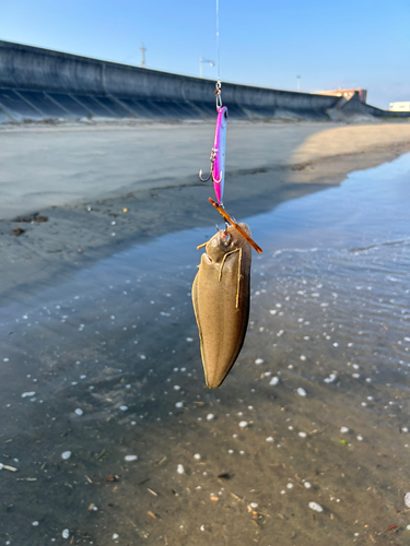 カニの釣果