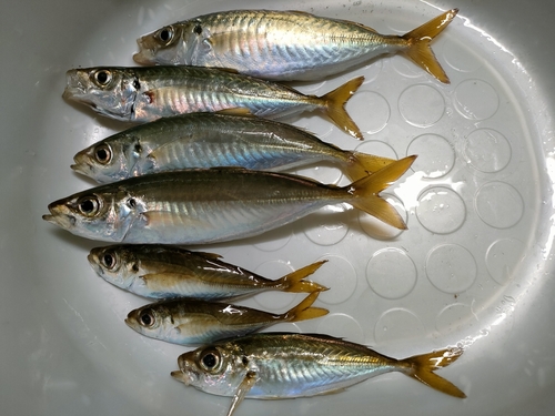 アジの釣果