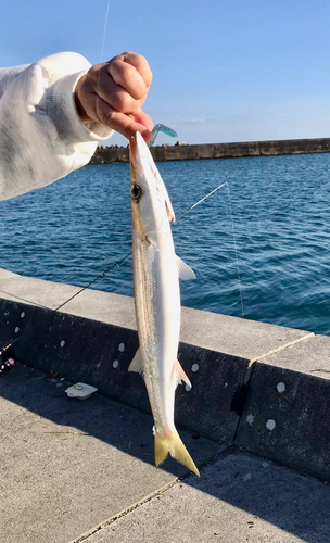 カマスの釣果