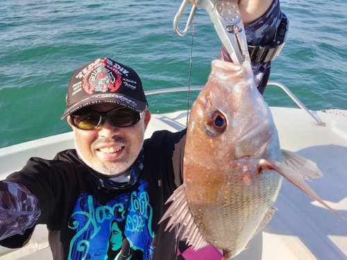 マダイの釣果