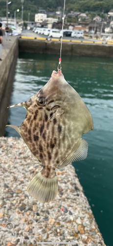 カワハギの釣果