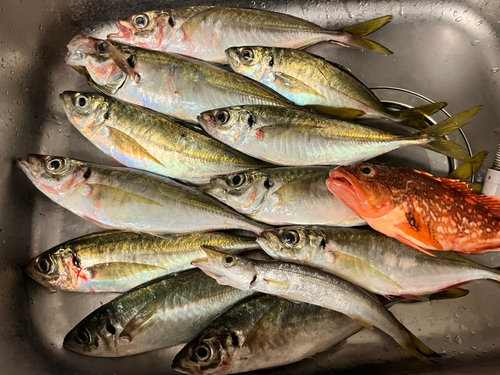 アジの釣果