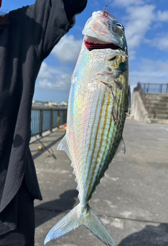 グルクマーの釣果