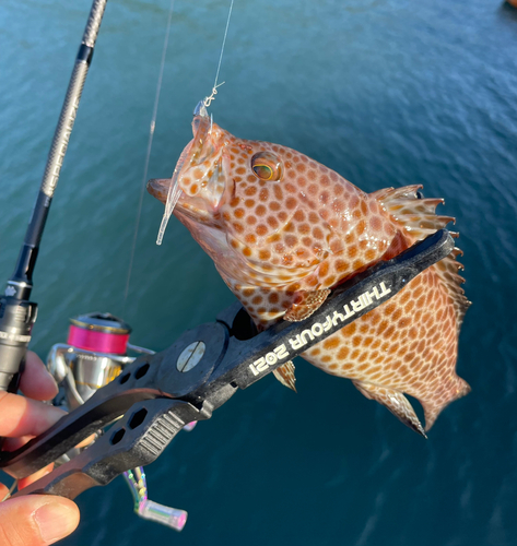 オオモンハタの釣果