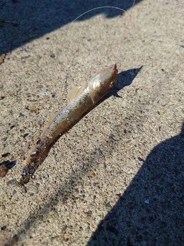 鳥の海