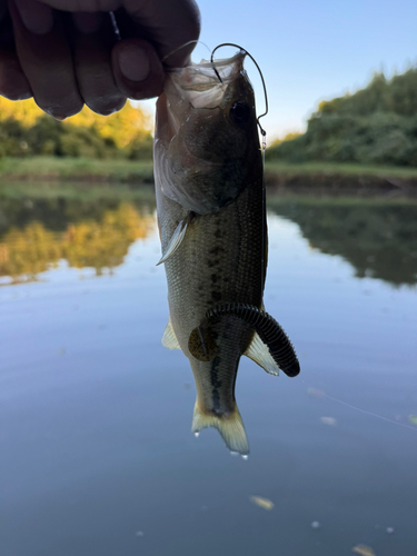 ラージマウスバスの釣果