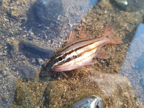 オオスジイシモチの釣果