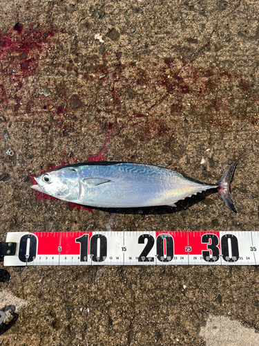 ヒラソウダの釣果