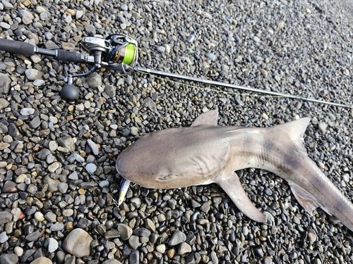 ドチザメの釣果