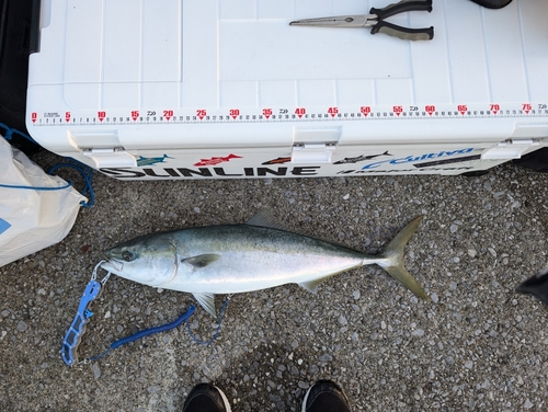 ハマチの釣果