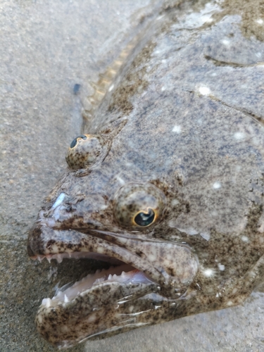 ヒラメの釣果